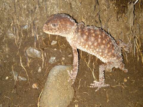 Image of Kimberley Rough Knob-tail