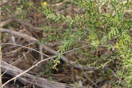 Image of Acacia tristis