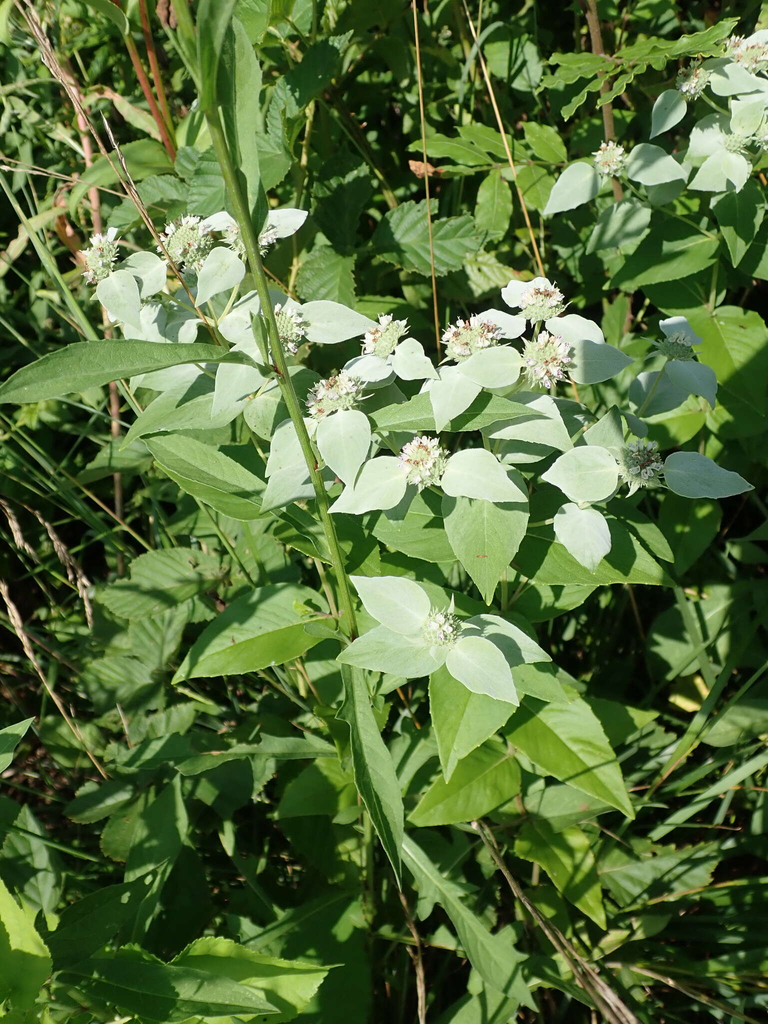 Image of Clustered Mountain-Mint