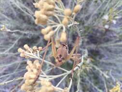 Image of saddle-backed bushcricket