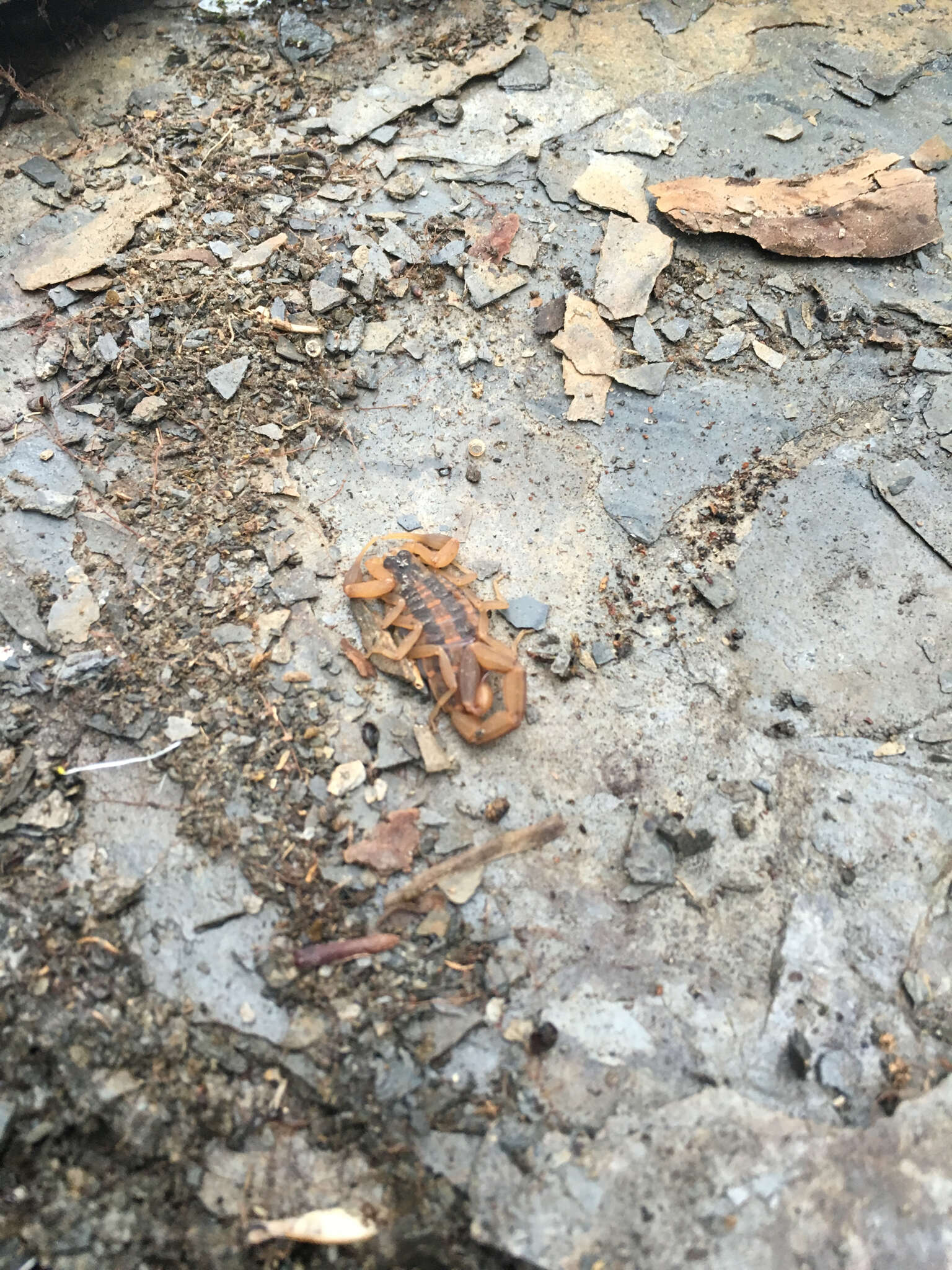 Image of Striped Bark Scorpion