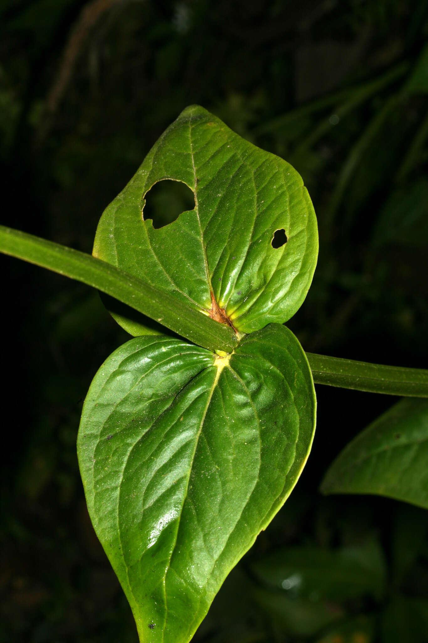 Image of Chelonanthus alatus Standl.