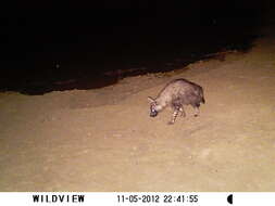 Image of Brown Hyena -- Brown Hyaena