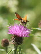 Image of small skipper