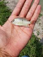 Image of Rio Grande Cichlid