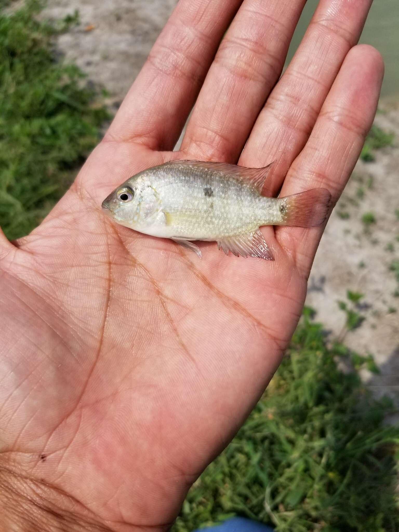 Image of Rio Grande Cichlid