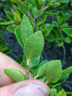 Imagem de Nothofagus betuloides (Mirb.) Oerst.