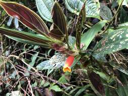 Image of Columnea dimidiata (Benth.) Kuntze