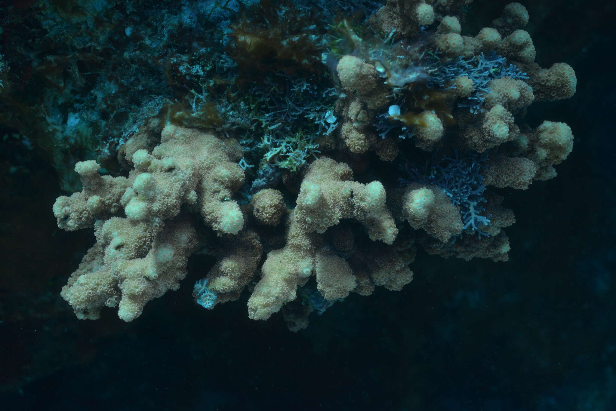 Image of leaf coral