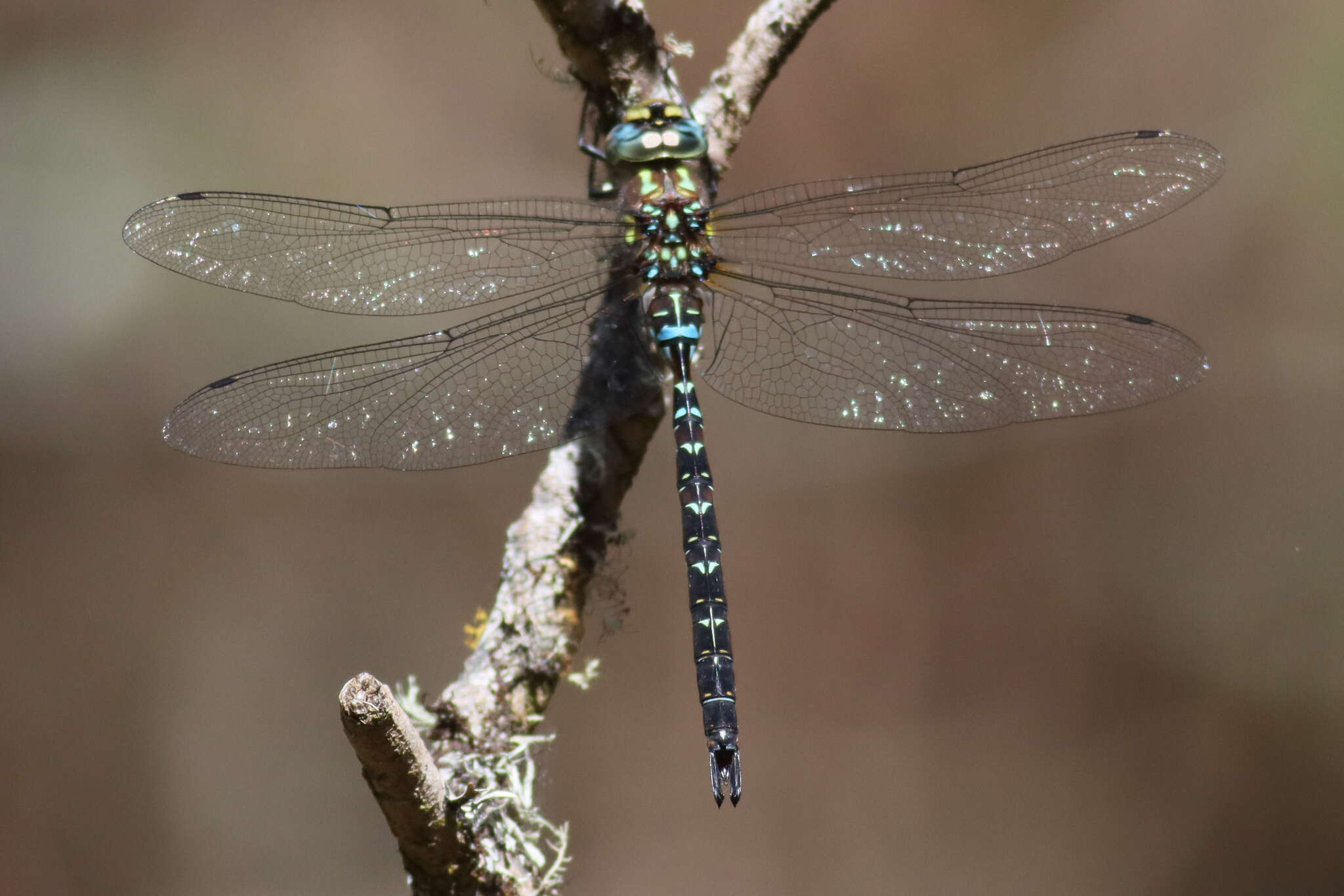 Image of Riffle Darner