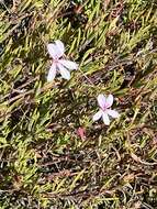 Image of Pelargonium laevigatum subsp. laevigatum