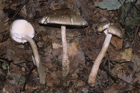 Image of Amanita submaculata Peck 1900