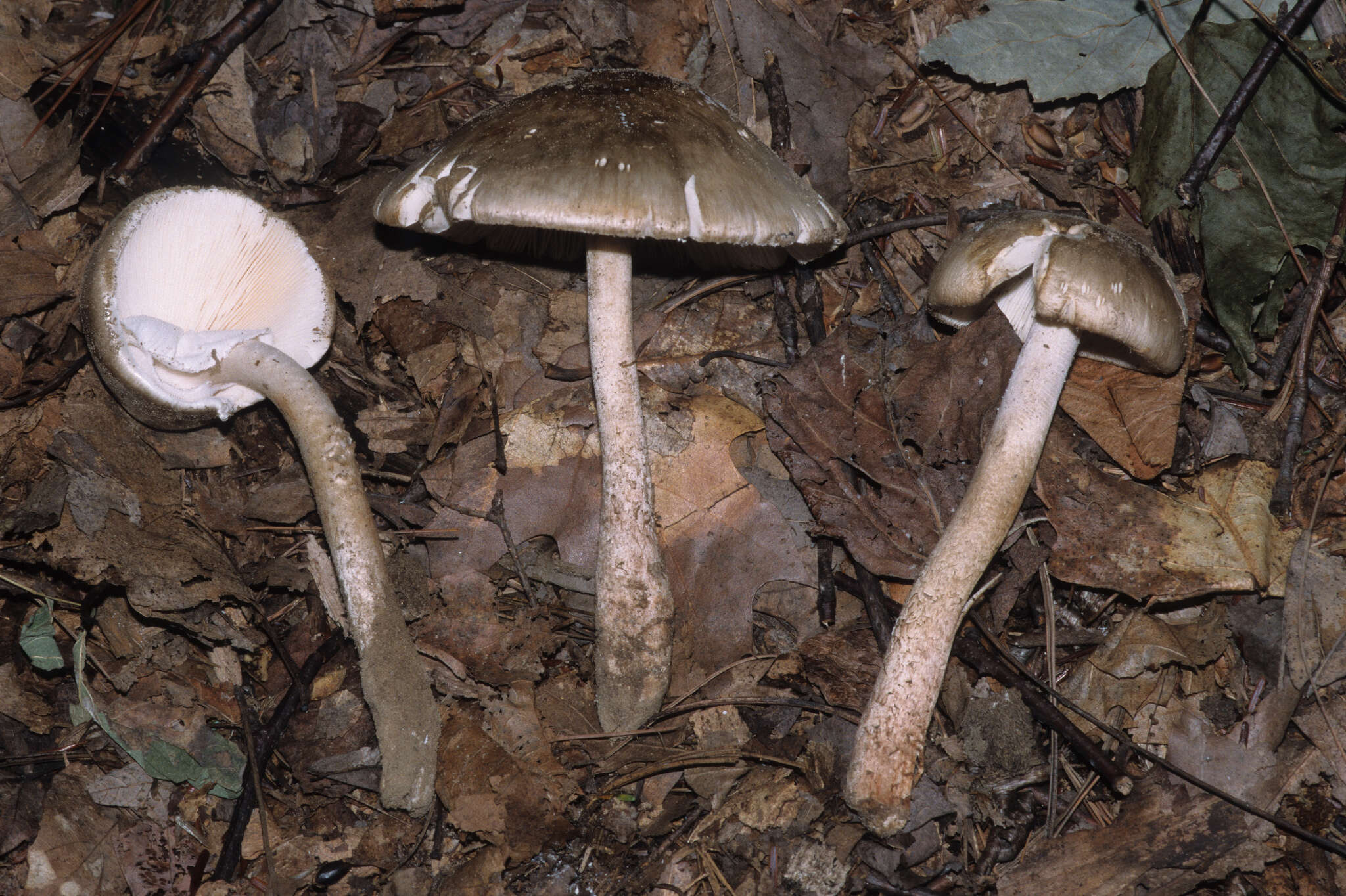 Plancia ëd Amanita submaculata Peck 1900