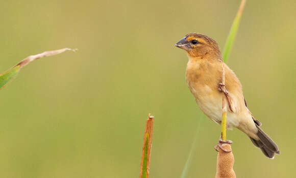 Image of Asian Golden Weaver