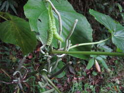 Image of Wild pepper