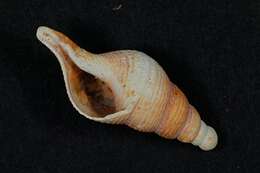 Sivun Colus gracilis (da Costa 1778) kuva