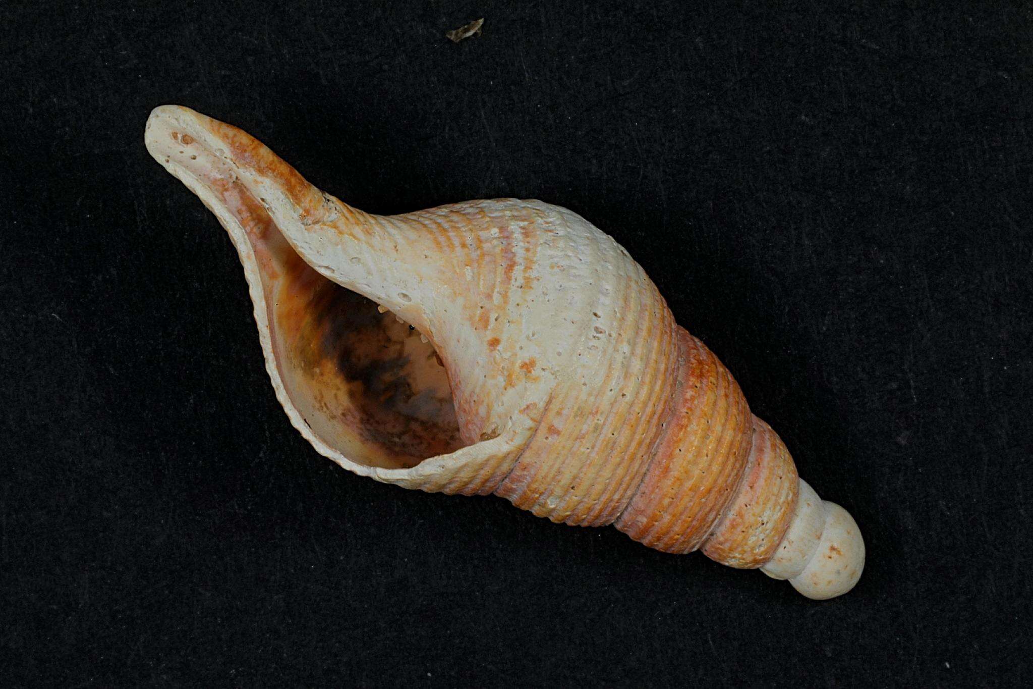 Sivun Colus gracilis (da Costa 1778) kuva