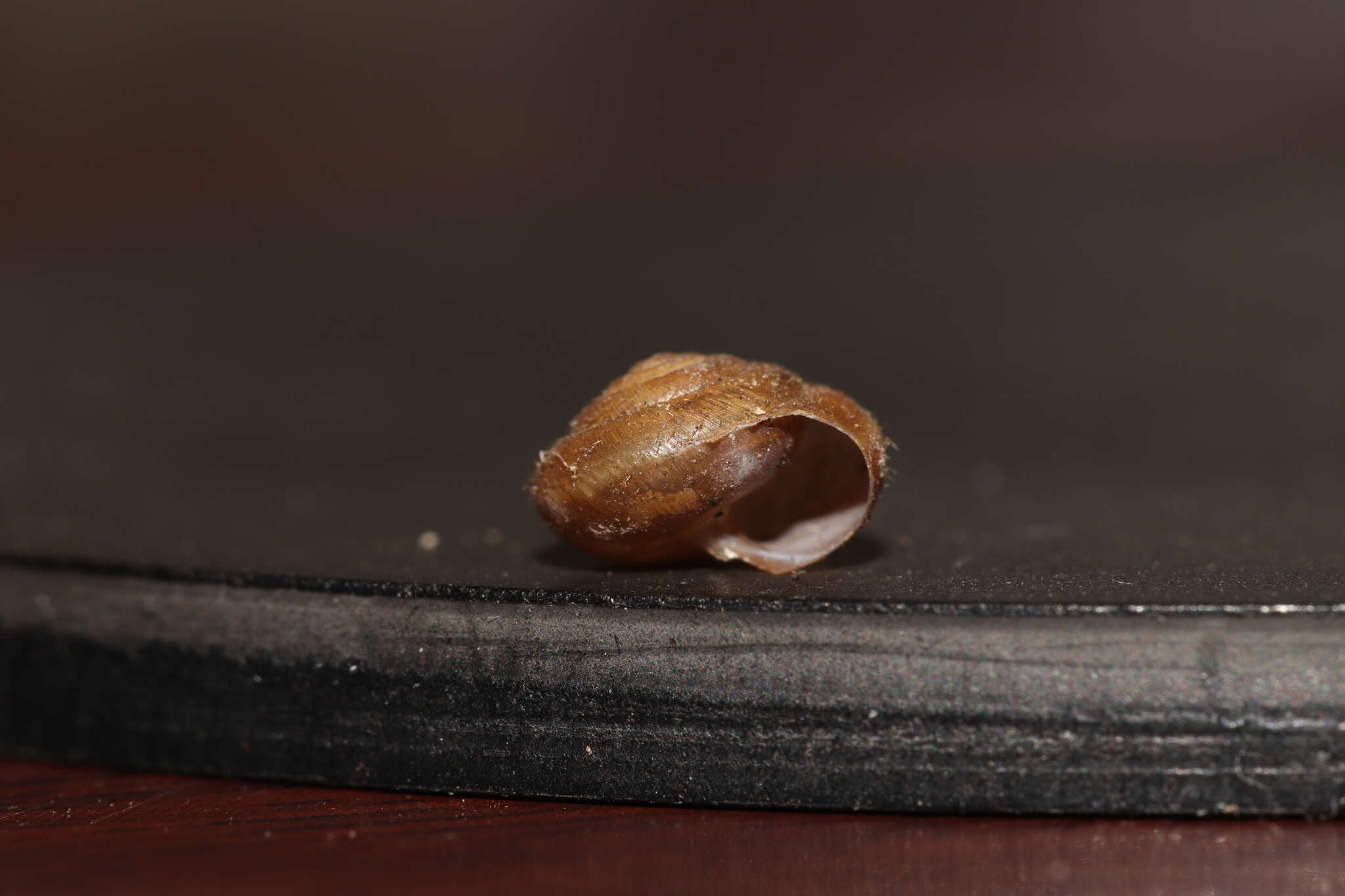Image of German hairy snail