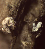 Image of Diderma umbilicatum