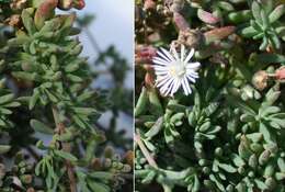 Image of Mesembryanthemum parviflorum Jacq.