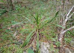 Image of Texas yucca