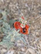 Image of Andrena sphaeralceae Linsley 1939