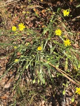 Image of pineland silkgrass