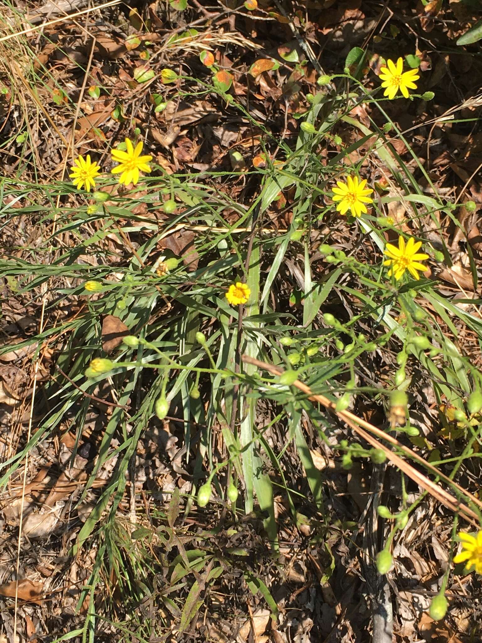 Pityopsis aspera (A. Gray) Small resmi