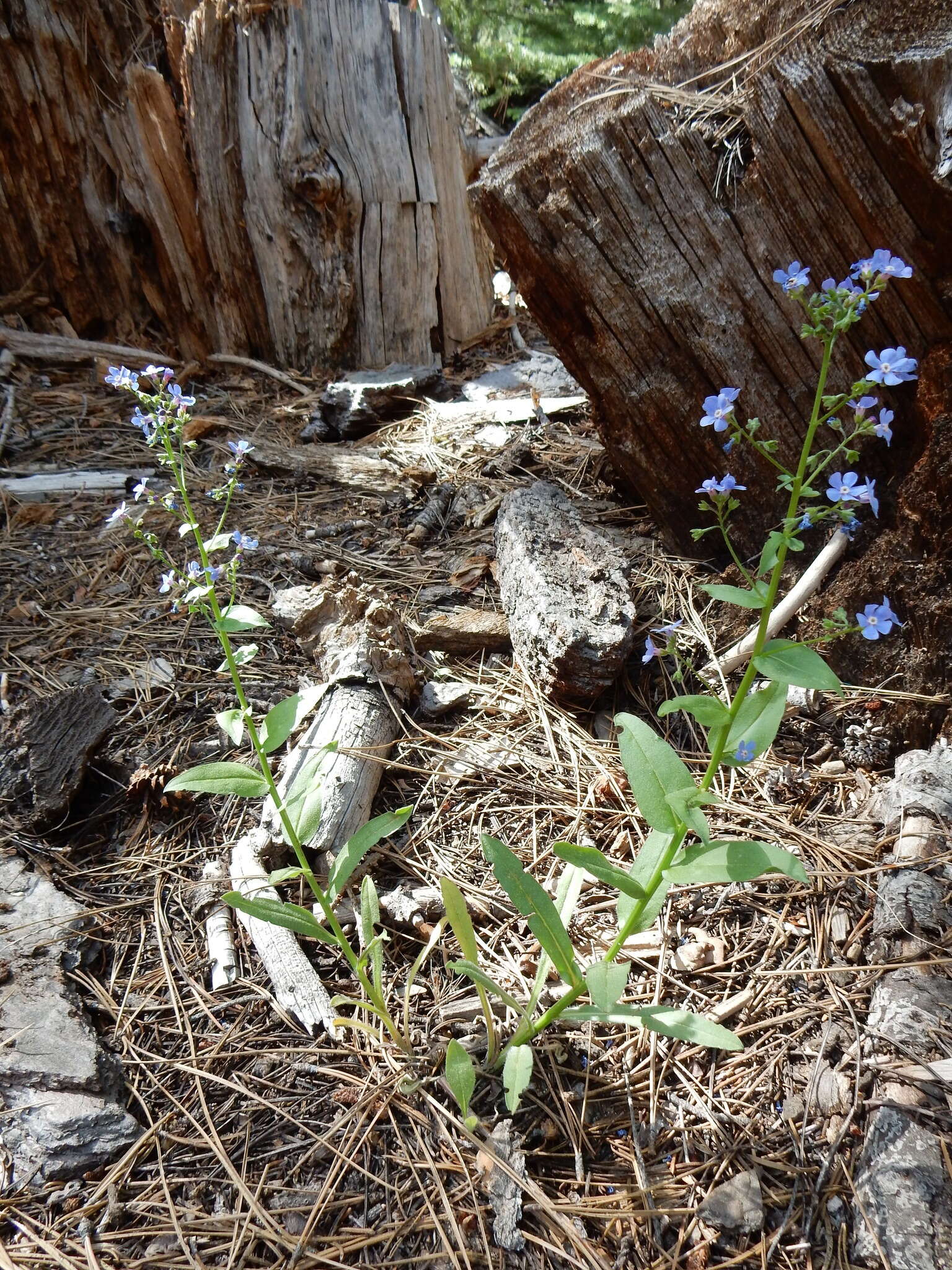 Image de Hackelia velutina (Piper) I. M. Johnst.