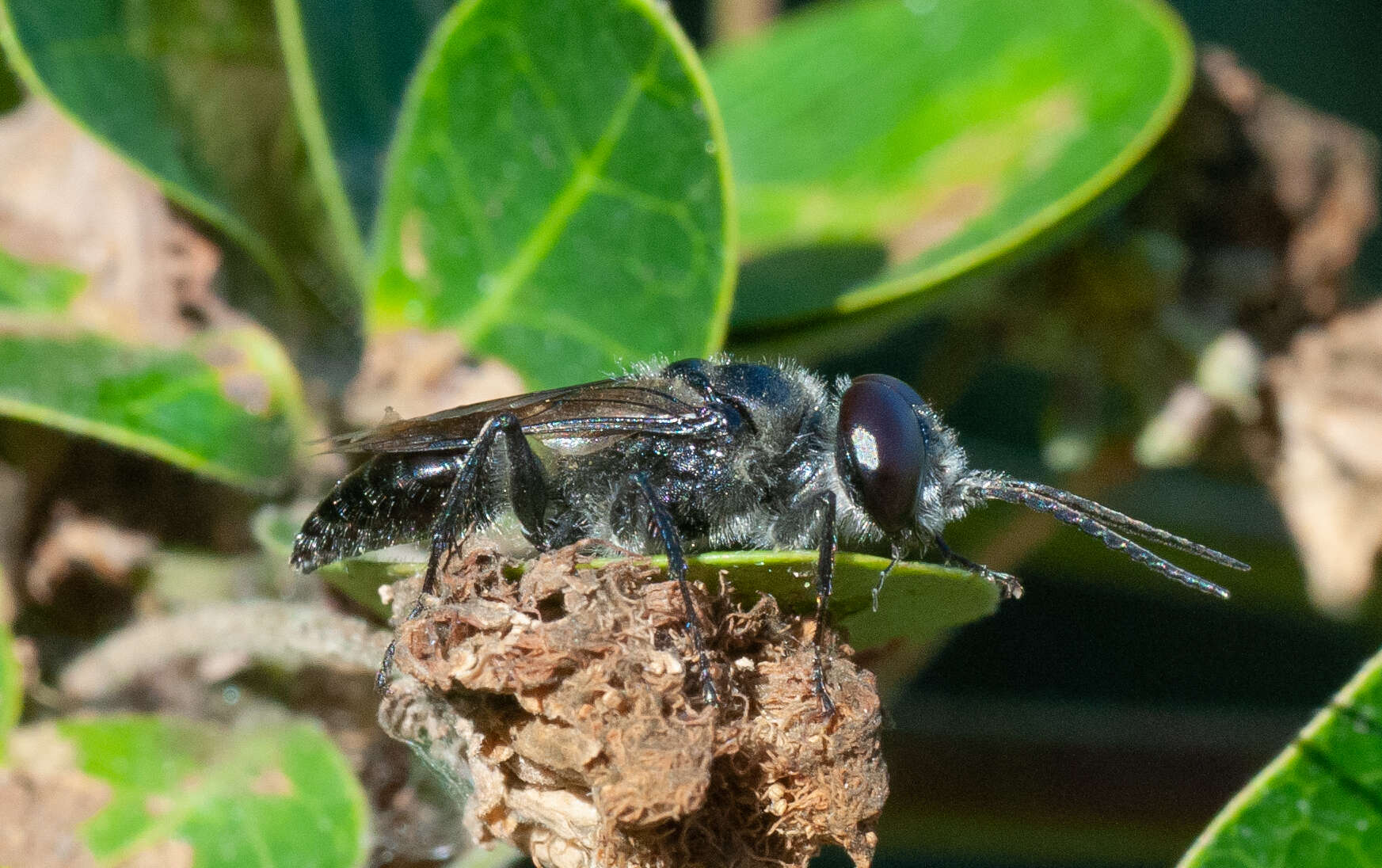 Image of Astata unicolor Say 1824