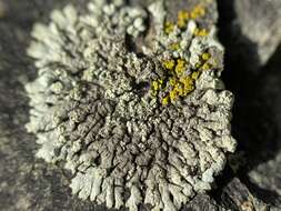 Image of Mougeot's xanthoparmelia lichen