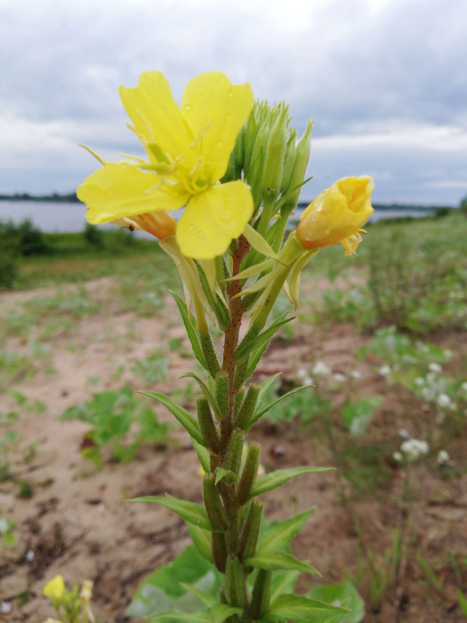 Oenothera rubricaulis Klebahn resmi