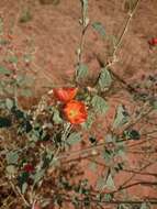 Image of small-leaf globemallow