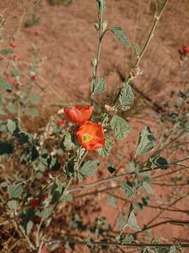 Image de Sphaeralcea parvifolia A. Nels.