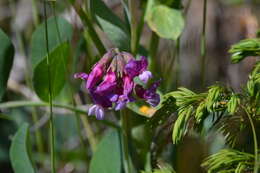 Image of beach pea