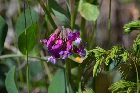 Image of beach pea