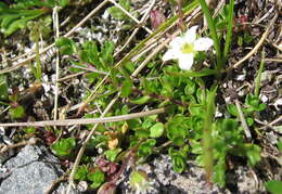 Image of Zweiblütiges Sandkraut