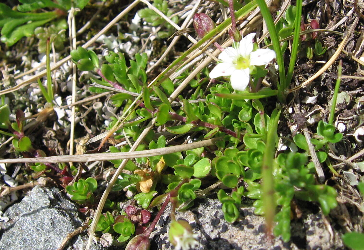 Image of Zweiblütiges Sandkraut