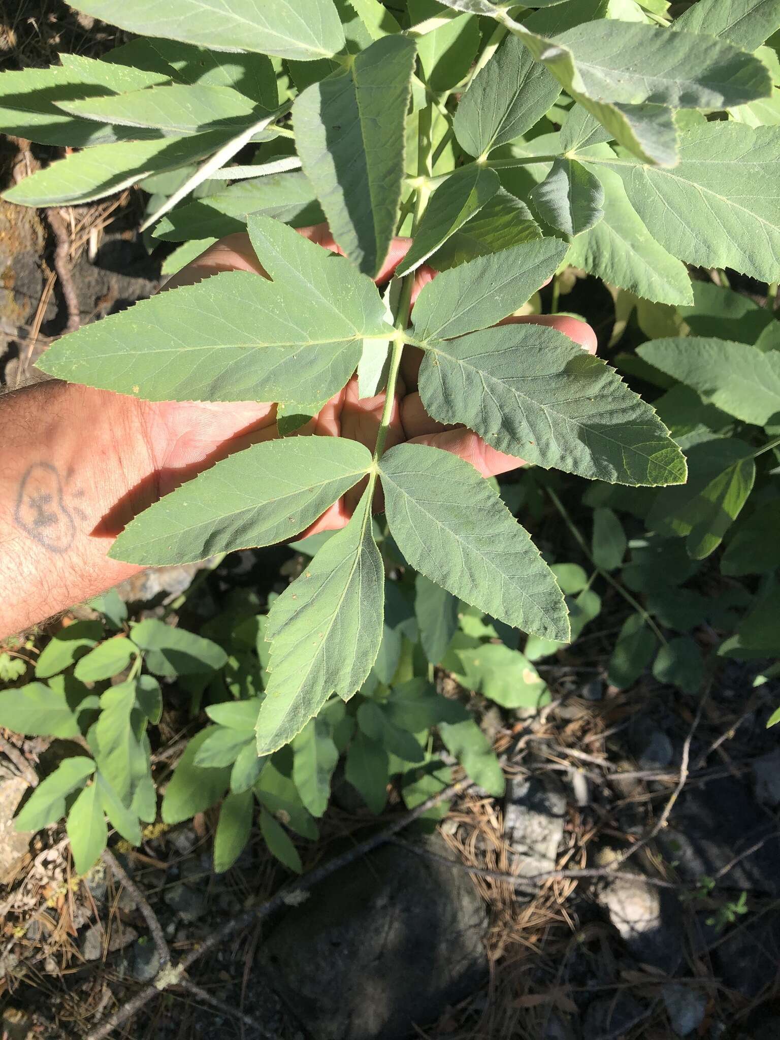 Image of woolly angelica