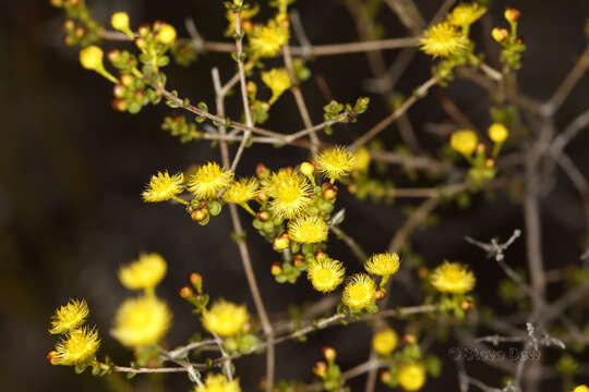 Imagem de Verticordia acerosa var. preissii (Schauer) A. S. George