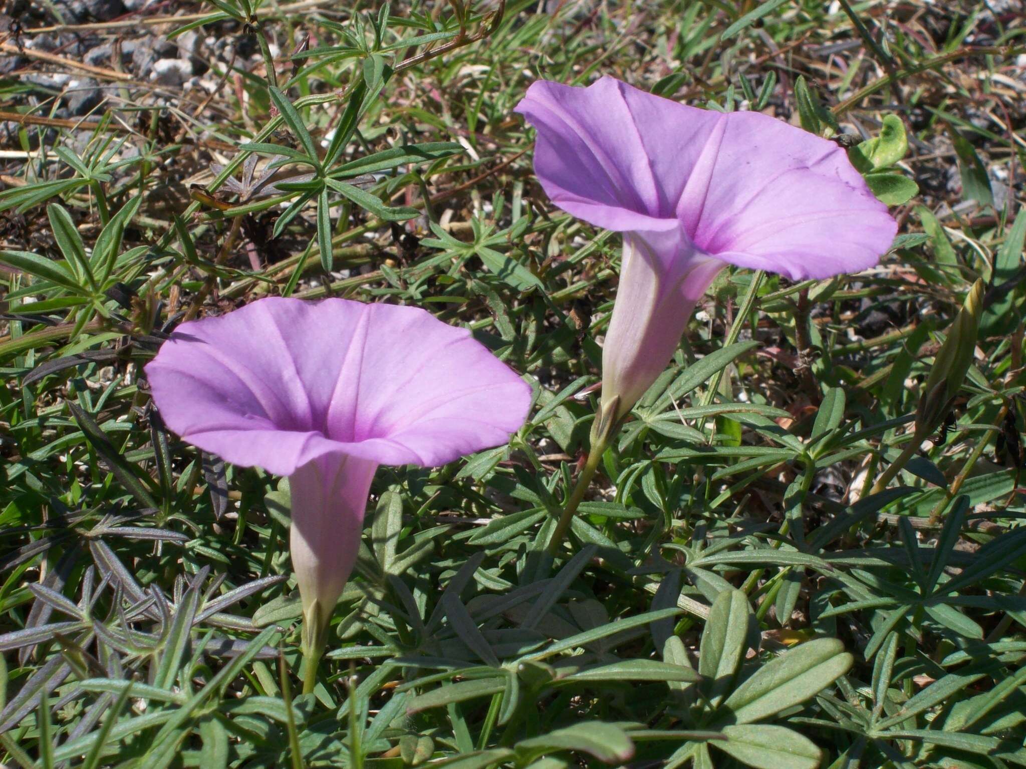 Imagem de Ipomoea ternifolia Cav.