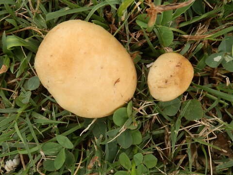 Image of Psilocybe coronilla (Bull.) Noordel. 1995