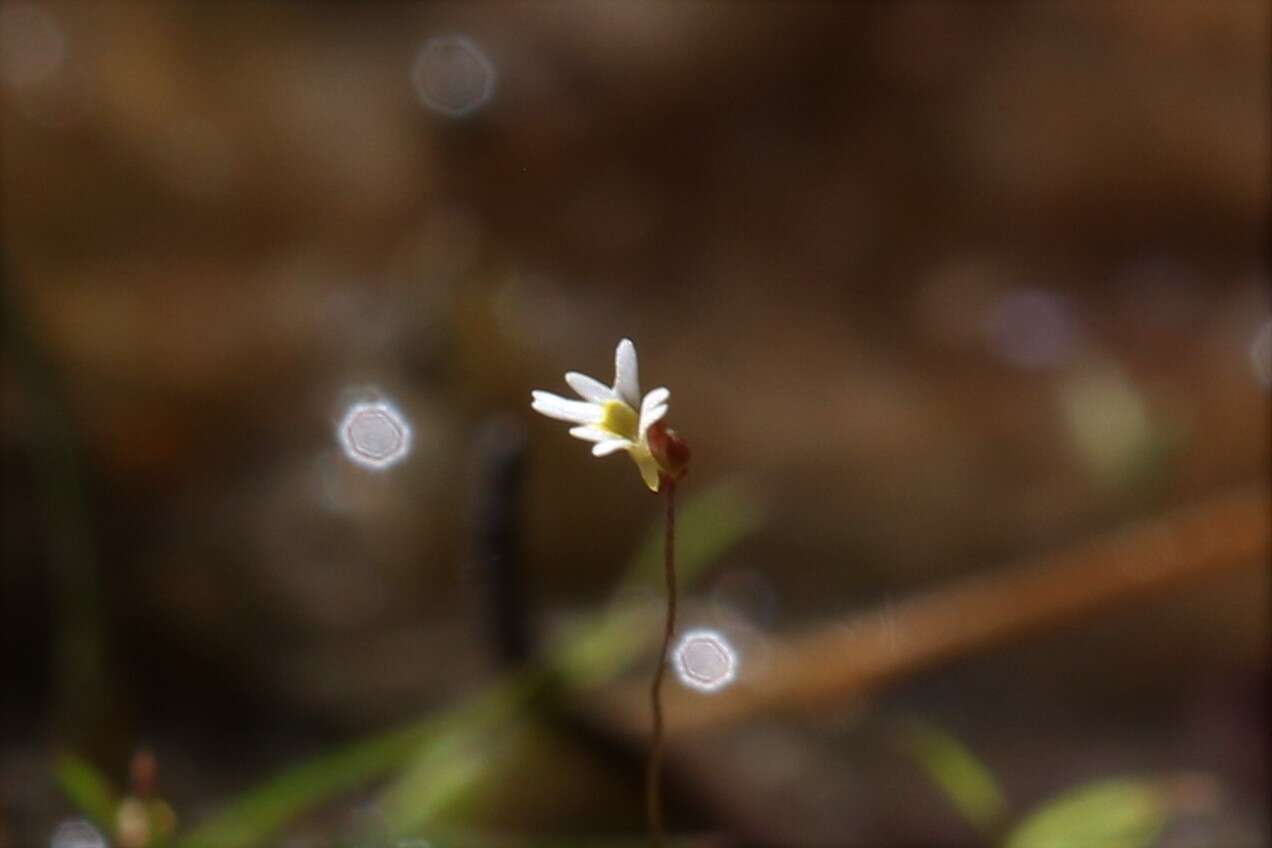 Utricularia quinquedentata F. Mueller ex P. Taylor resmi