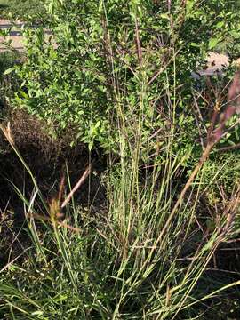 Image of Caucasian bluestem