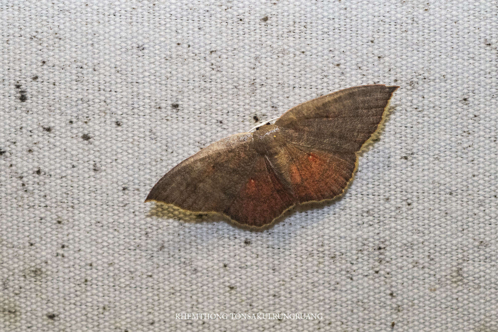 Image of Pseudhyria rubra Hampson 1891