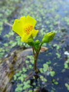 Image of Common bladderwort