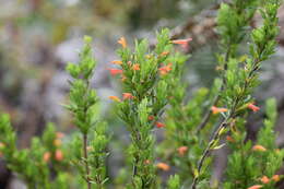 Imagem de Clinopodium taxifolium (Kunth) Govaerts