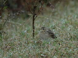 Image of Sprague's pipit