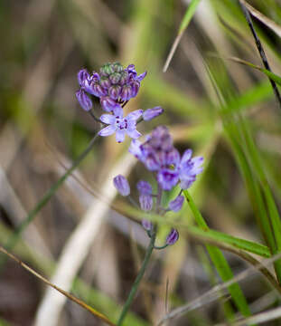 Image of autumn squill