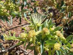 Image of Blue Bushcherry